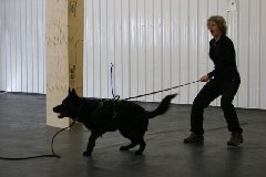 /i/r iska hannes/2rio_barks_at_ellis_seminar_march_09.jpg